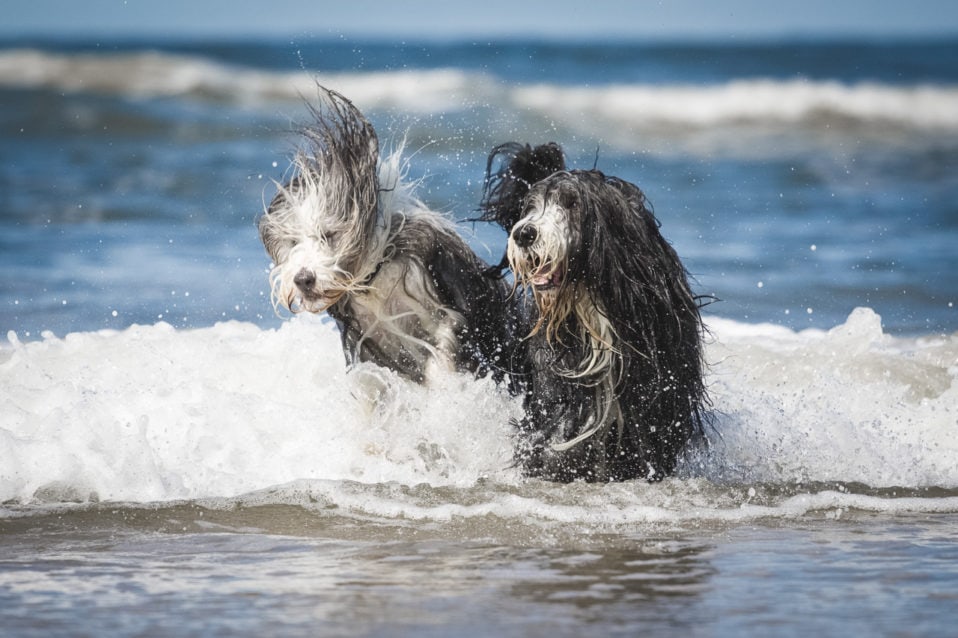 Hunde in Bewegung am Meer